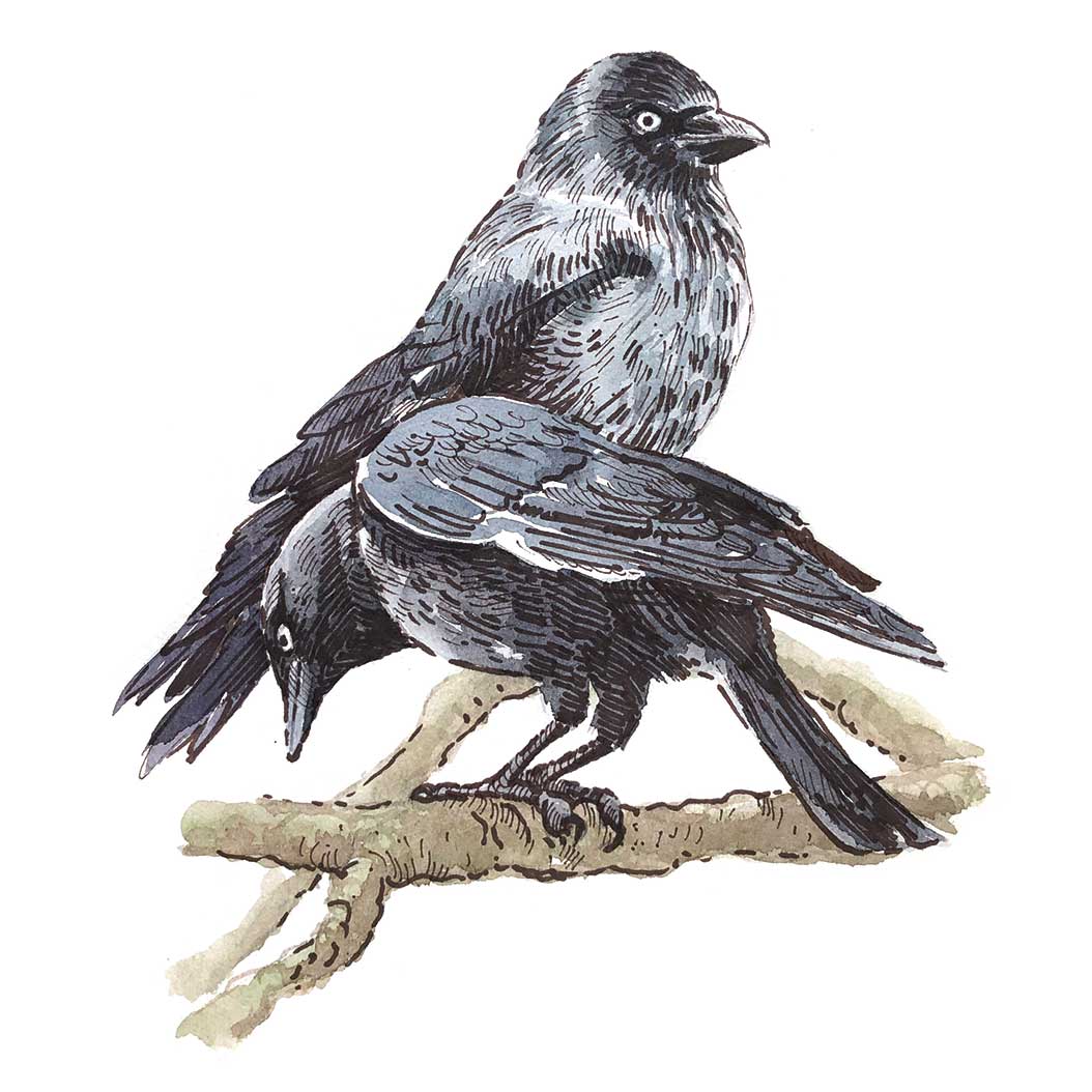 jackdaws illustration