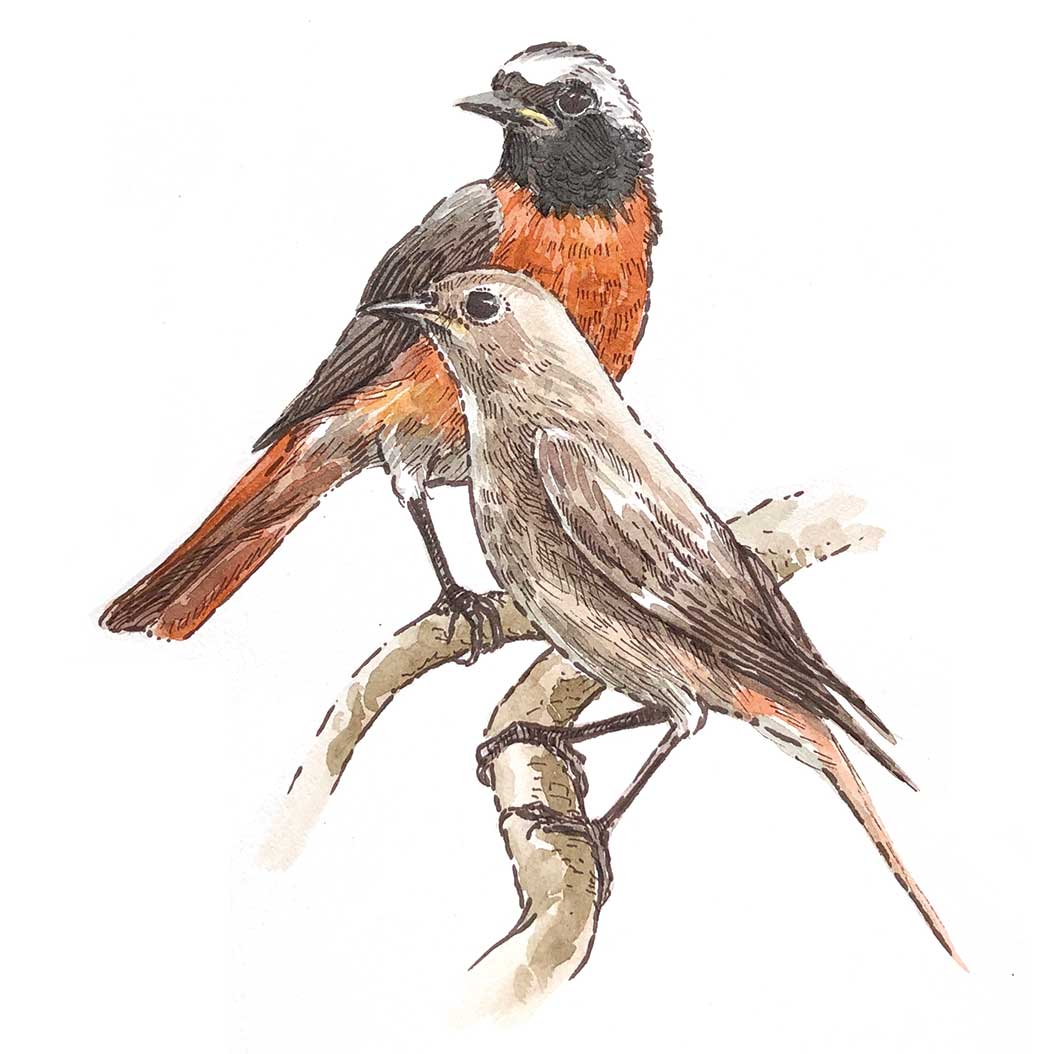 redstart illustration