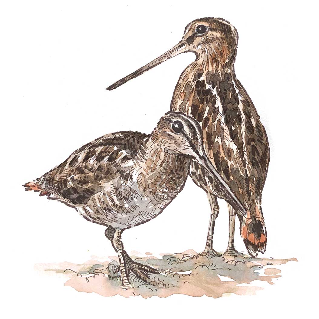 snipe illustration